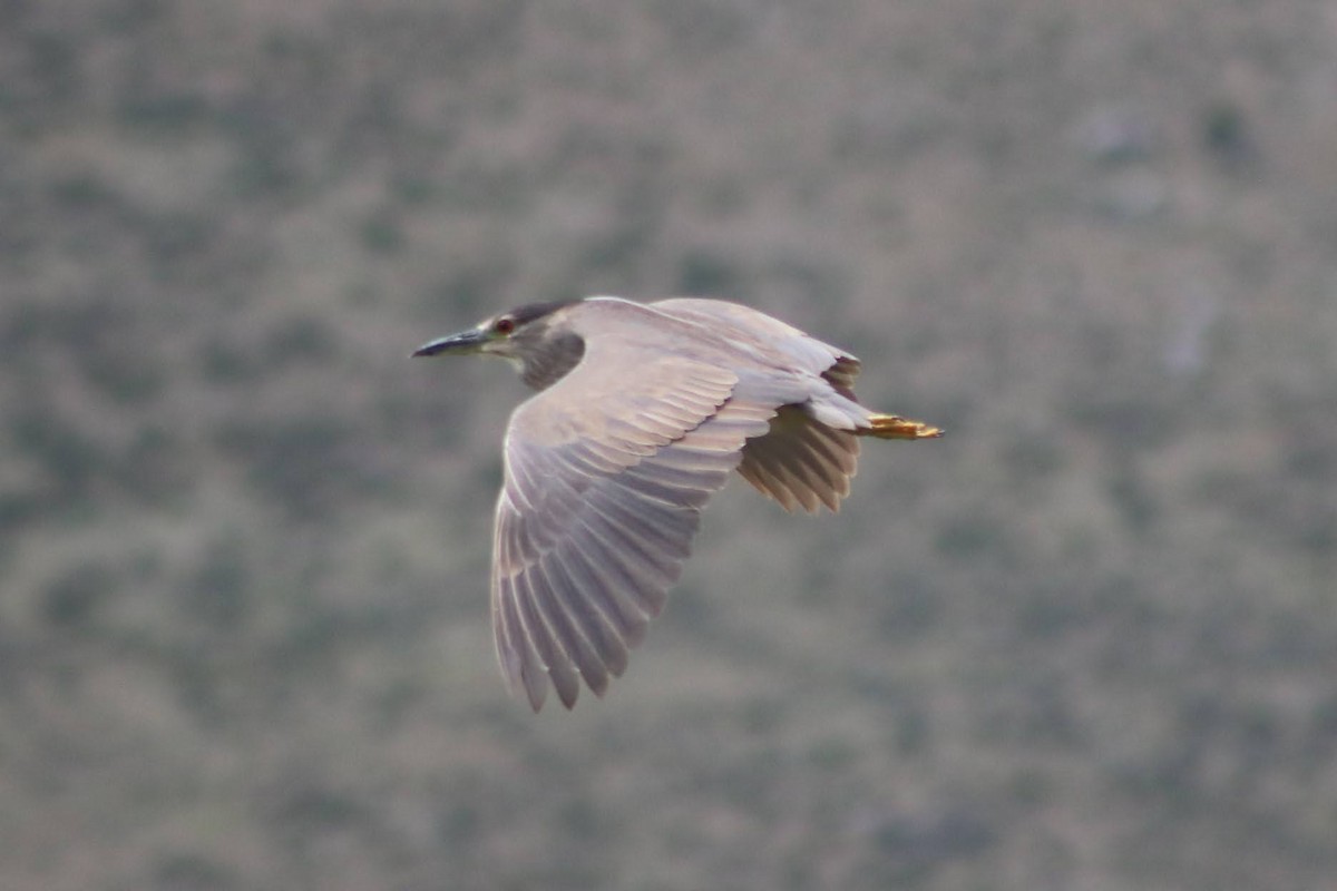Black-crowned Night Heron - ML351692381