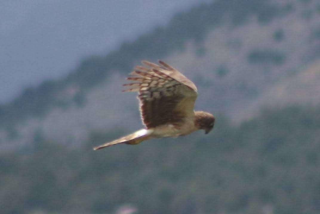 Northern Harrier - ML351692471