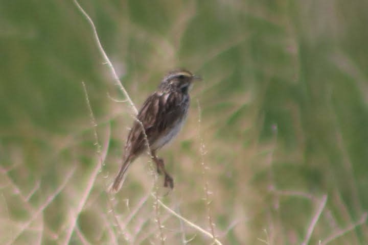 Savannah Sparrow - ML351692561