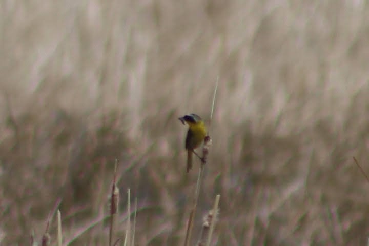 Common Yellowthroat - ML351692641