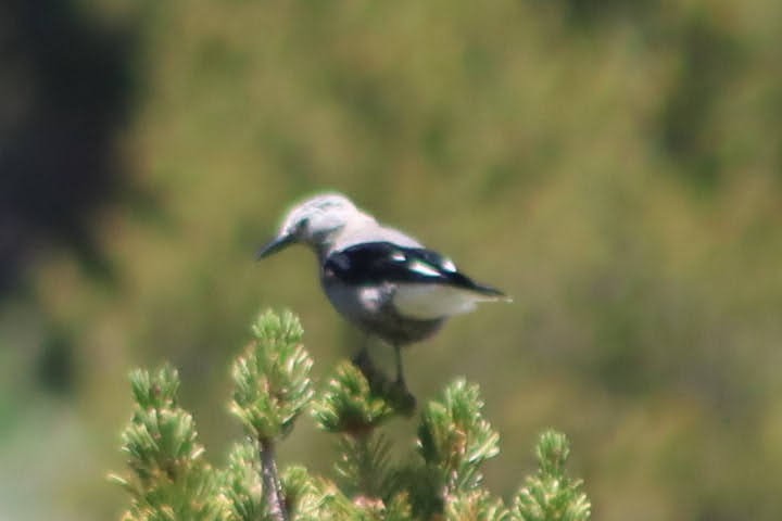 Clark's Nutcracker - ML351692751