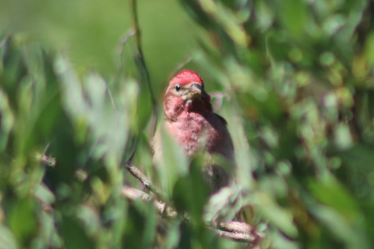 Cassin's Finch - ML351692781