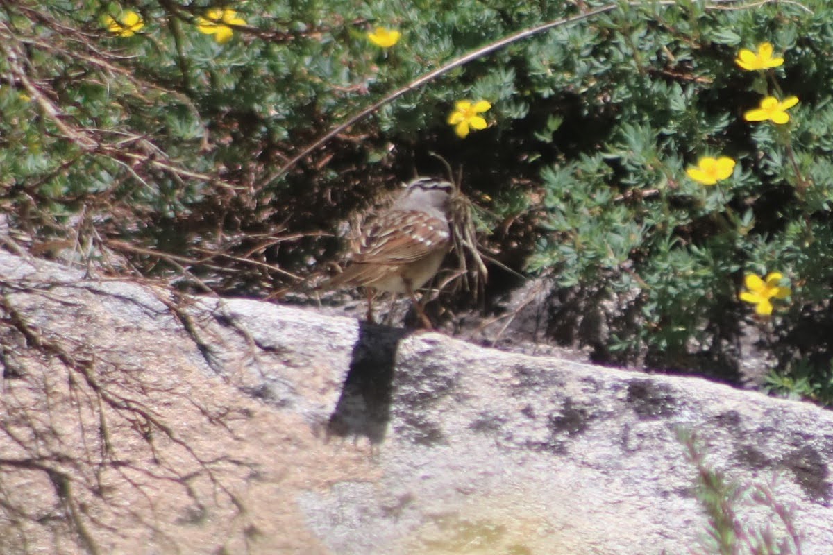 White-crowned Sparrow - ML351692841