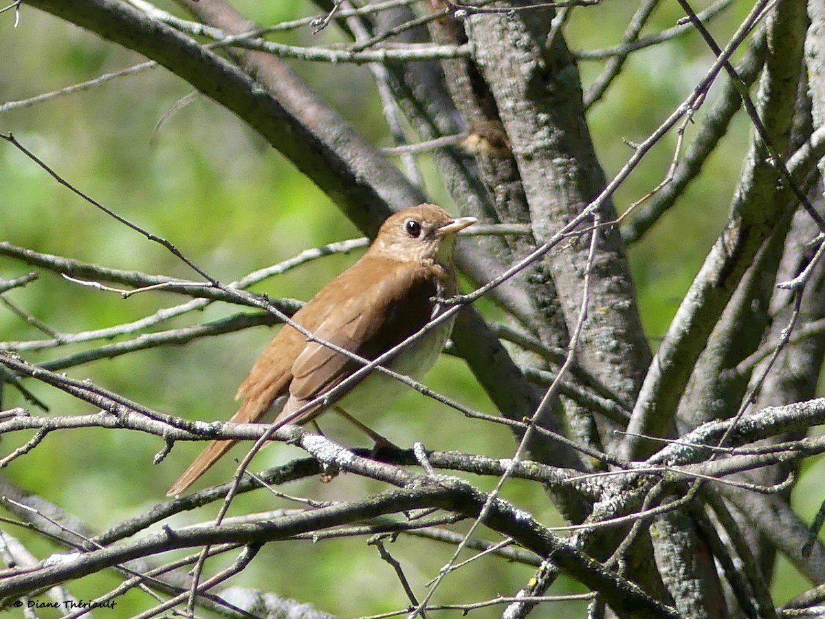 Veery - ML351692981