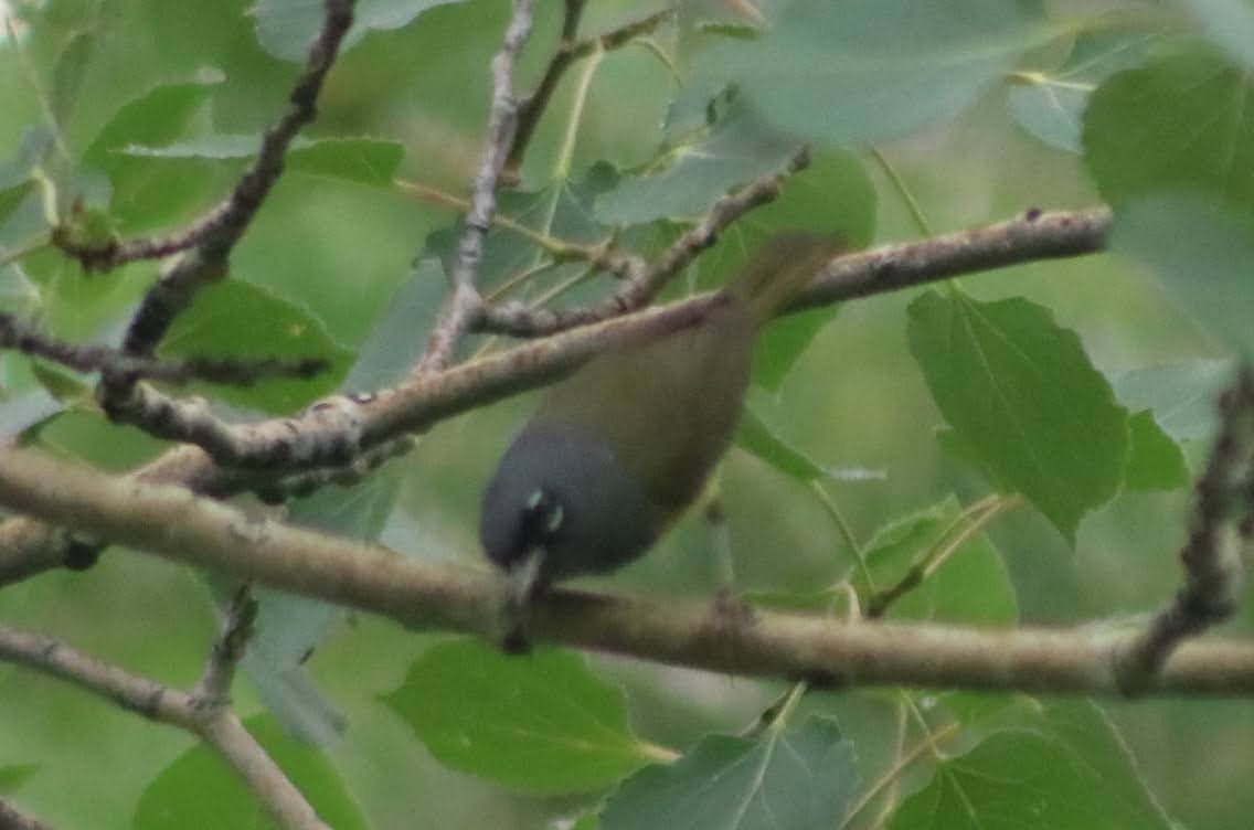 MacGillivray's Warbler - ML351693031
