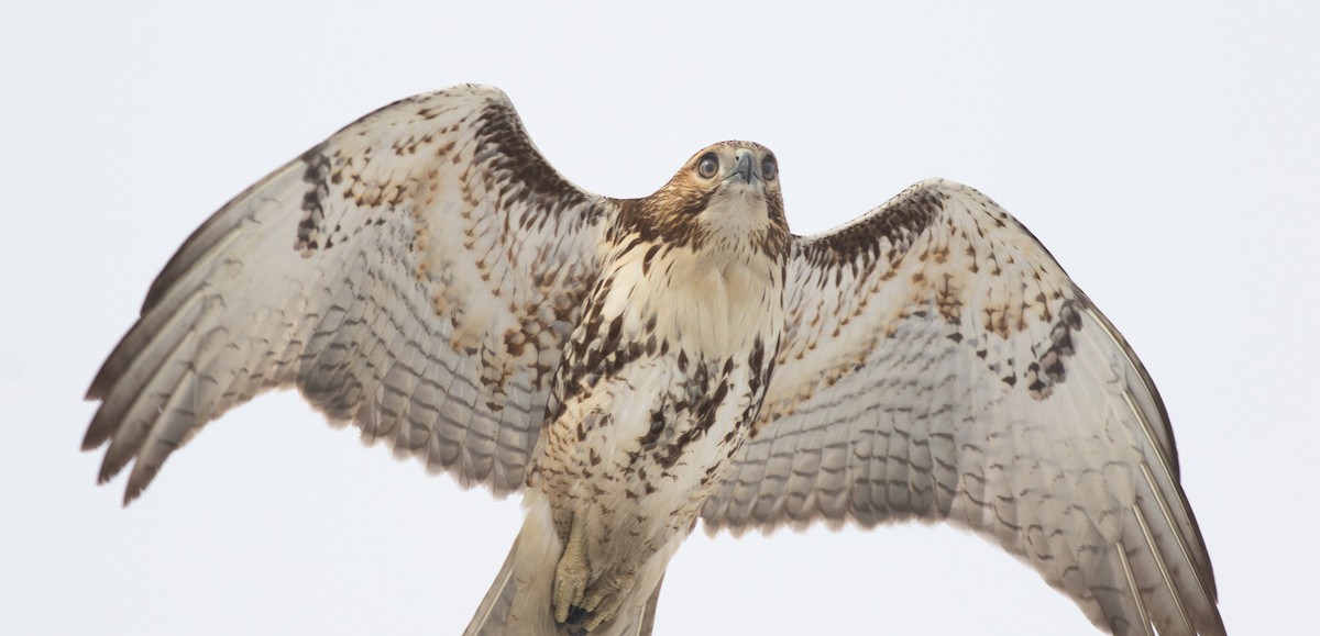 Red-tailed Hawk - Brian Quindlen