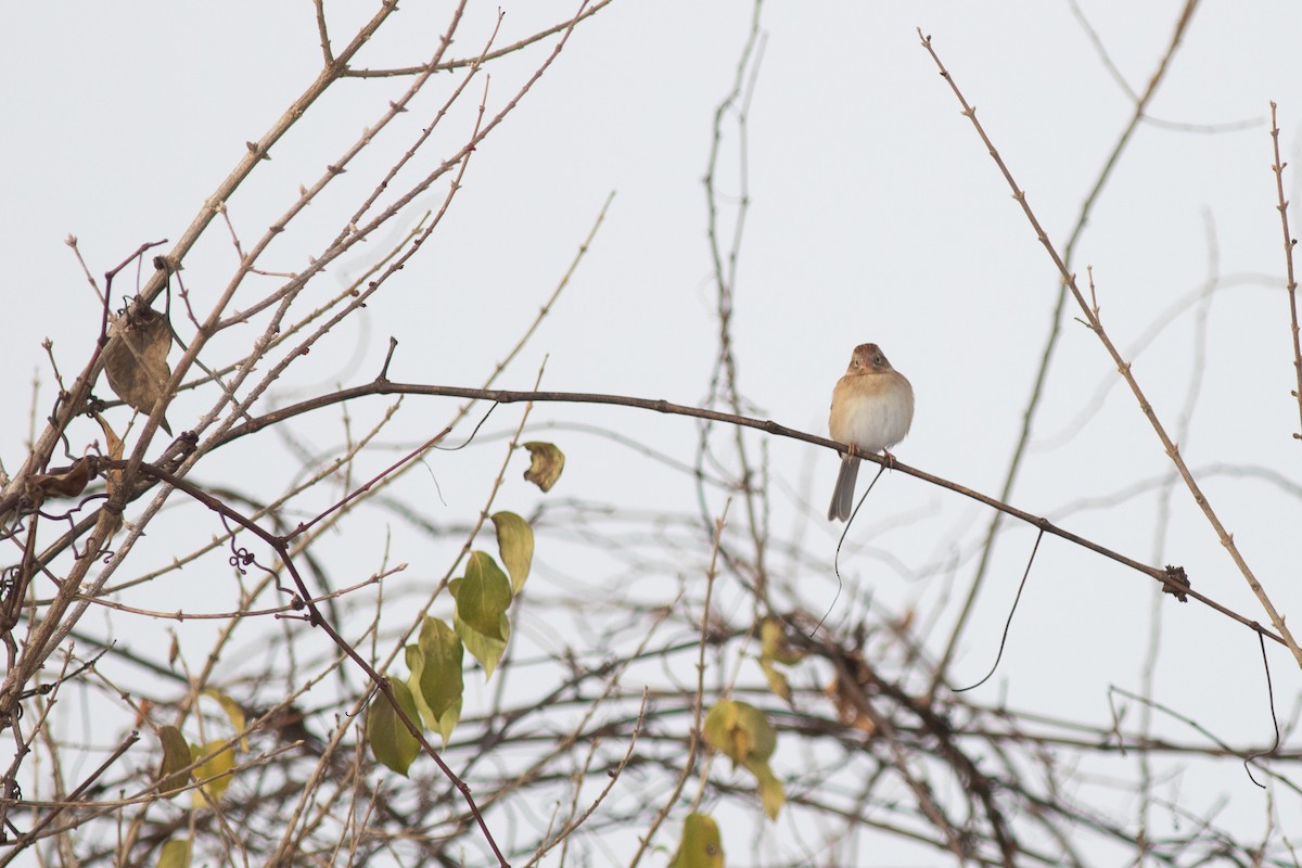Field Sparrow - Brian Quindlen
