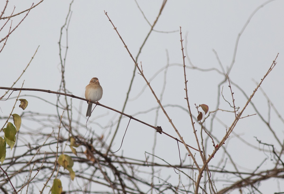 Field Sparrow - Brian Quindlen