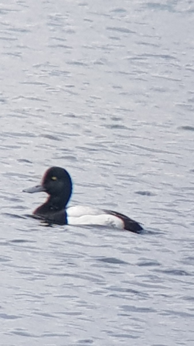 Greater Scaup - Clive Prescott