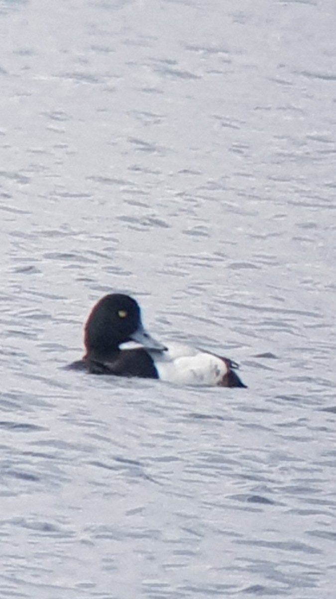 Greater Scaup - Clive Prescott