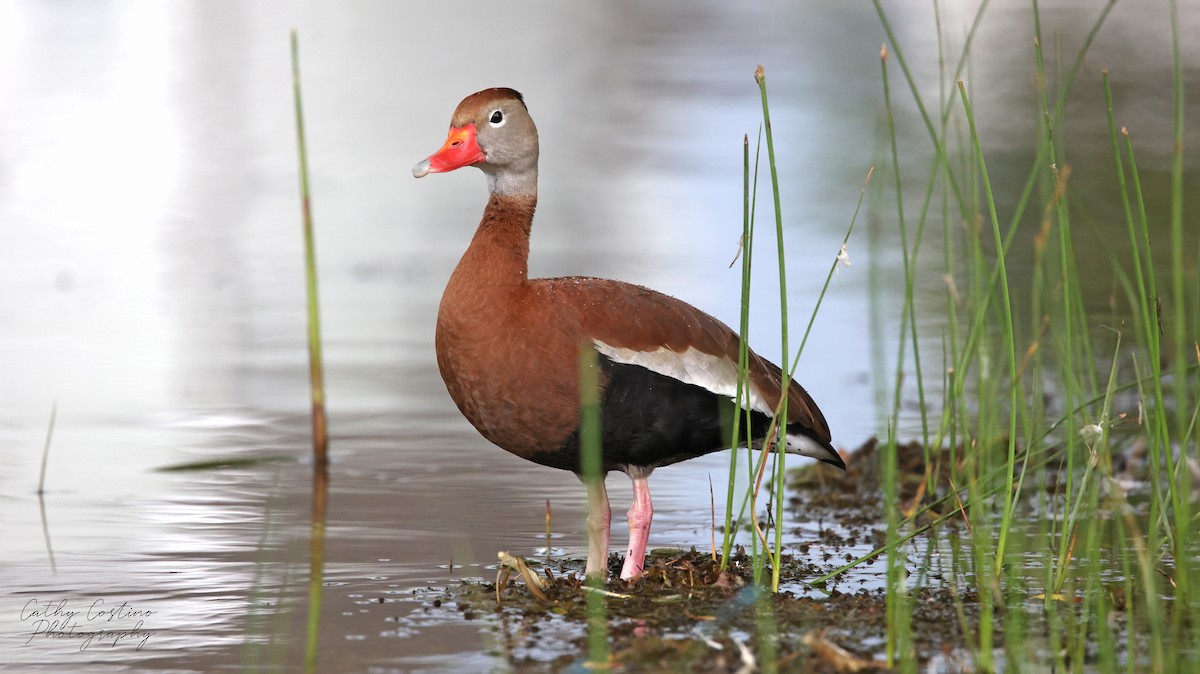 Black-bellied Whistling-Duck - ML351694601