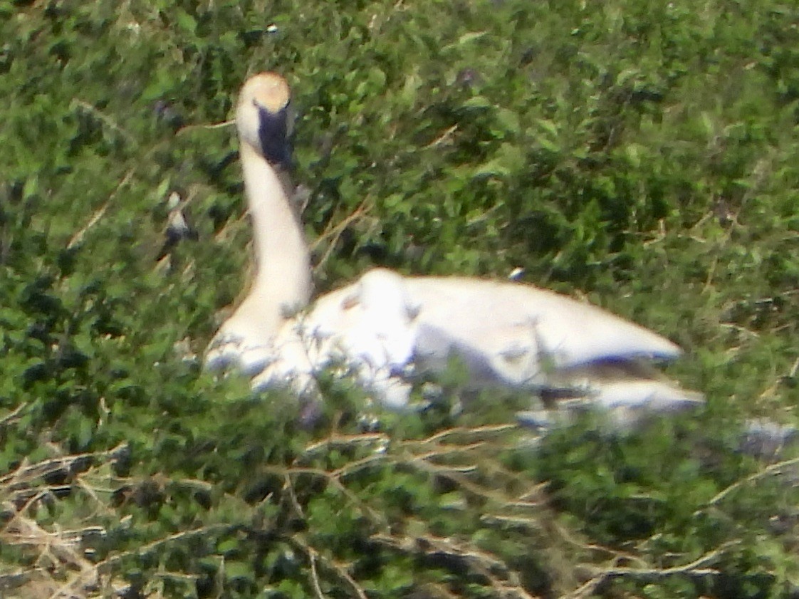 Trumpeter Swan - ML351695891