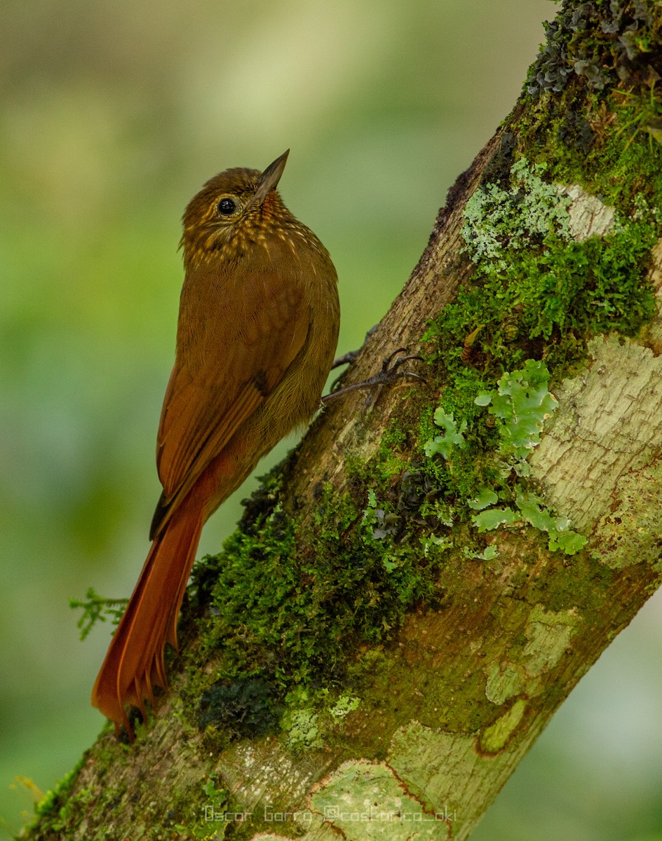 Wedge-billed Woodcreeper - Oscar Garro Piedra