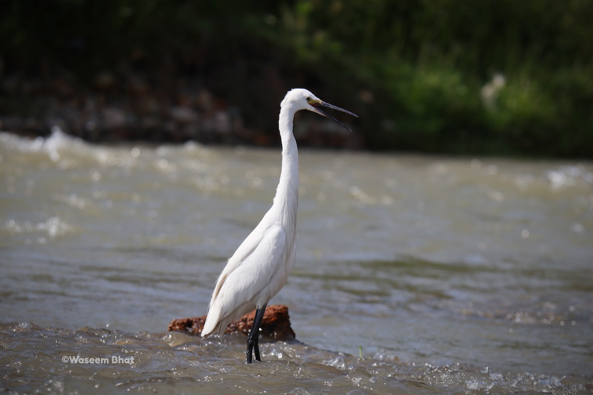 Little Egret - ML351697491