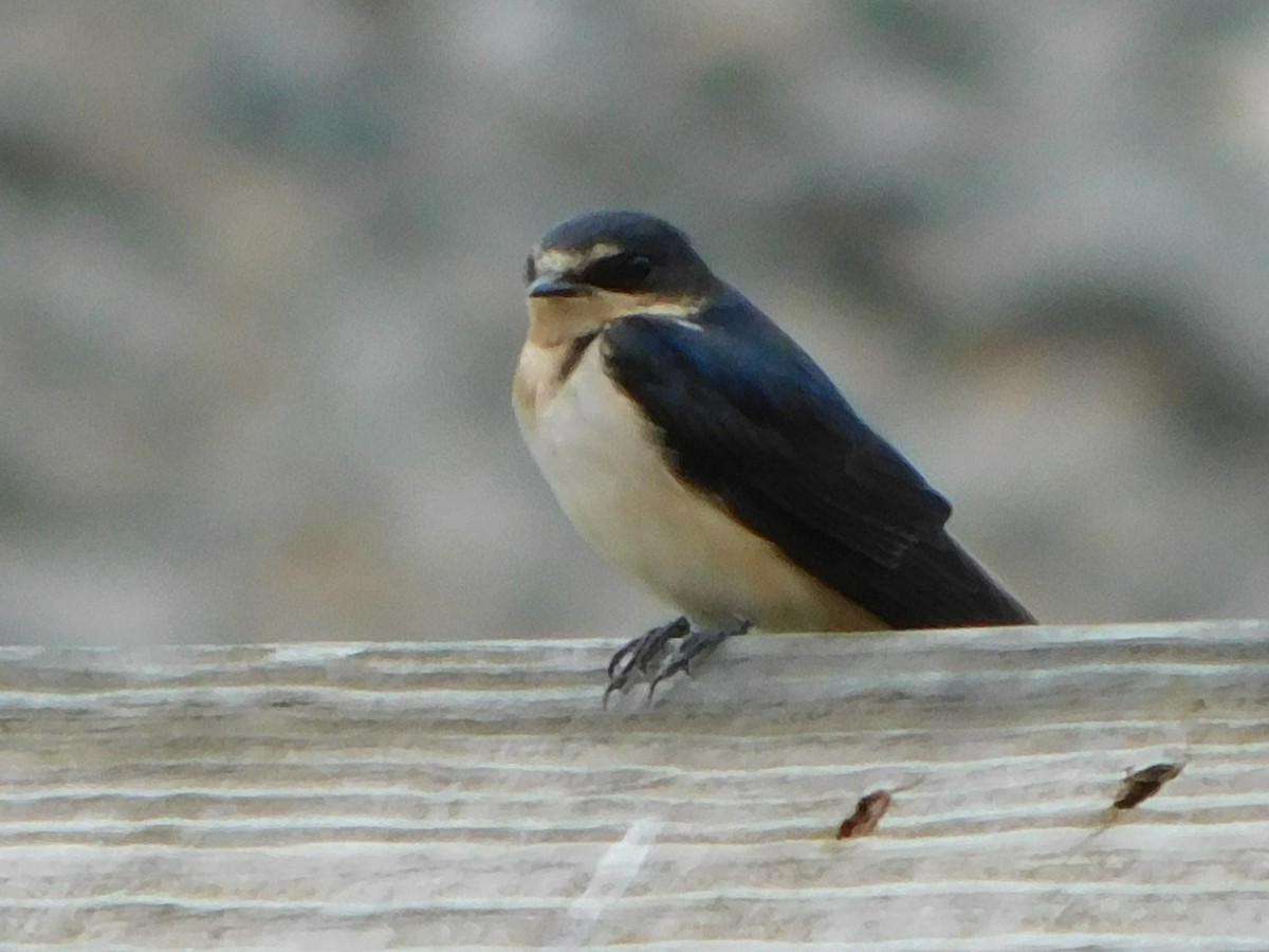 Barn Swallow - ML351698041