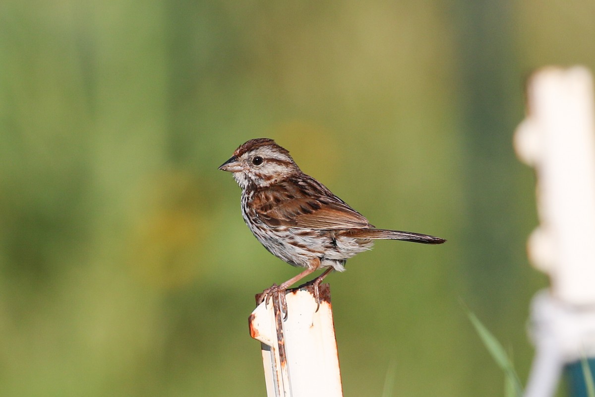 Song Sparrow - ML351699131