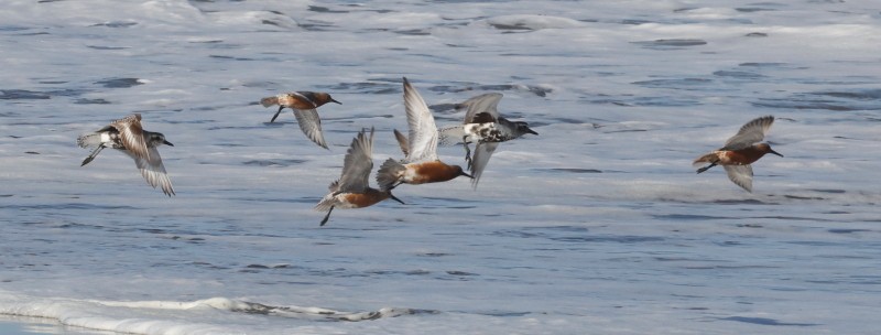 Red Knot - Mendocino SOS