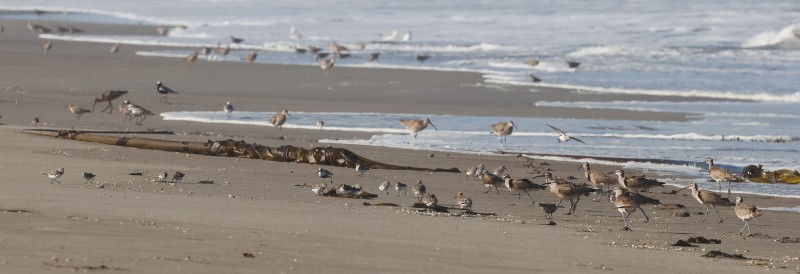 Red Knot - Mendocino SOS