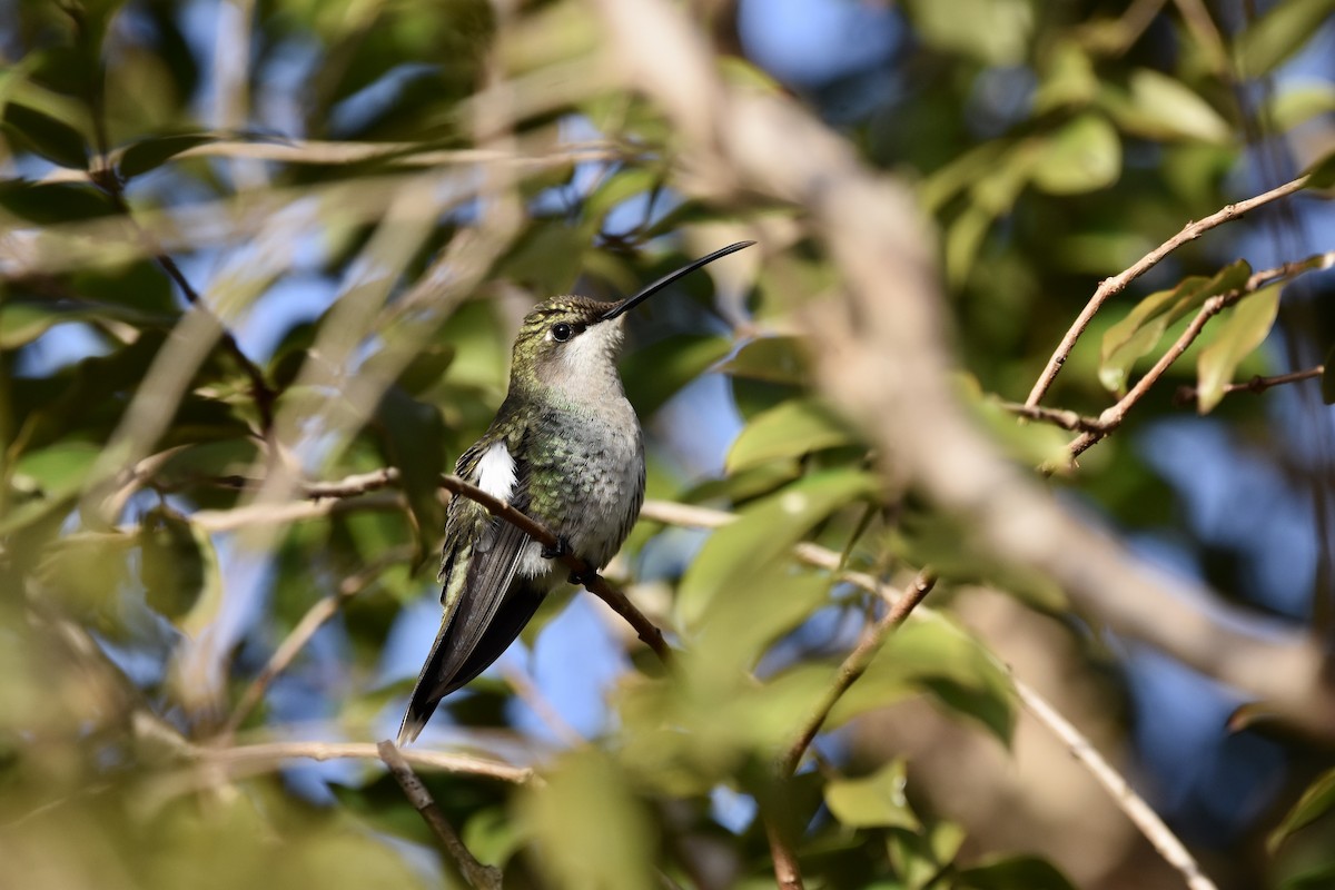 kolibřík cerradový - ML351700151