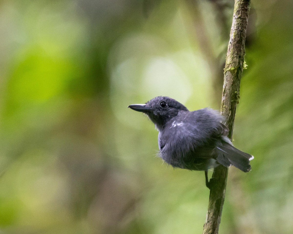 Dusky-throated Antshrike - ML351701151