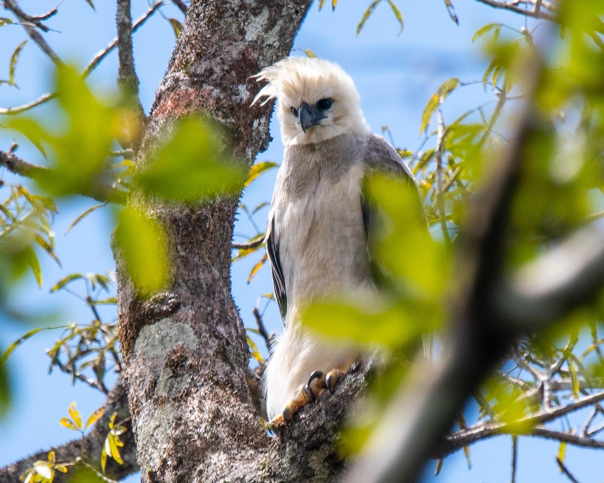 Harpy Eagle - ML351701511