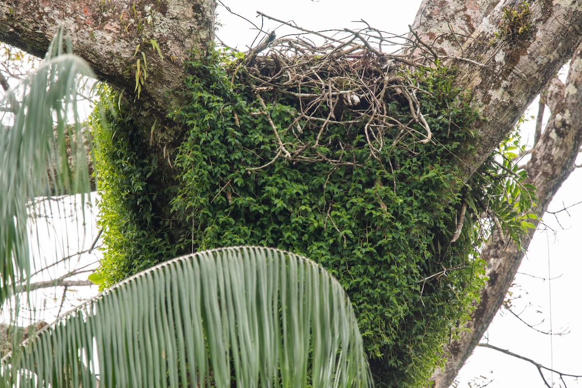 Harpy Eagle - ML351701581