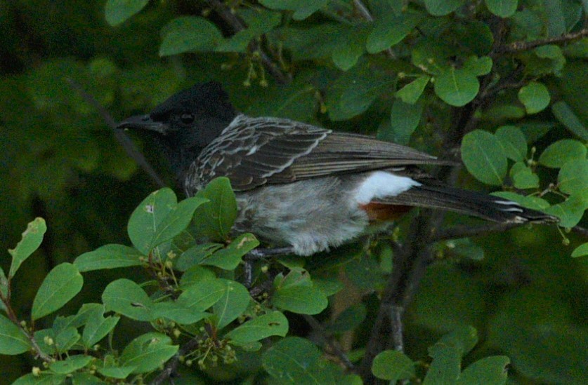 Red-vented Bulbul - ML351702881