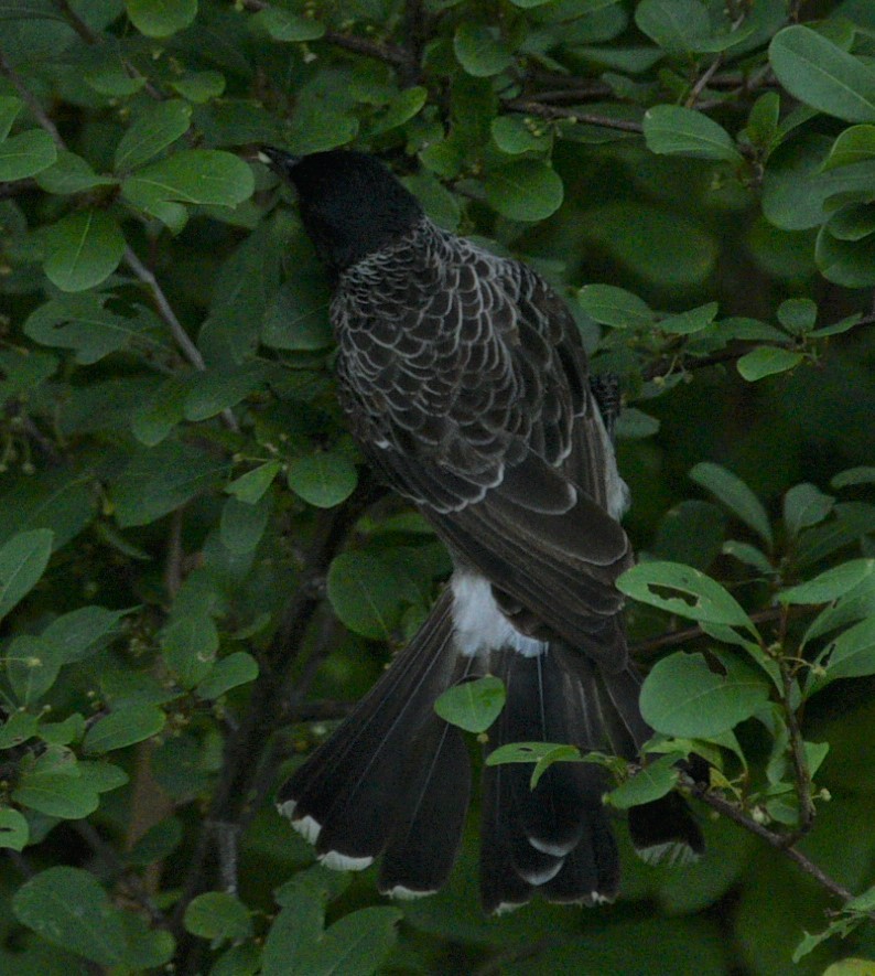 Red-vented Bulbul - ML351702891