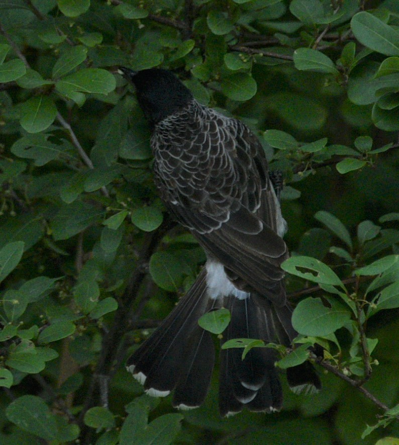 Bulbul à ventre rouge - ML351702891