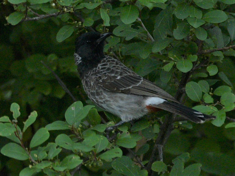 Red-vented Bulbul - ML351702921