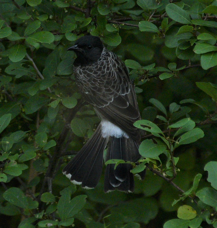 Red-vented Bulbul - ML351702931