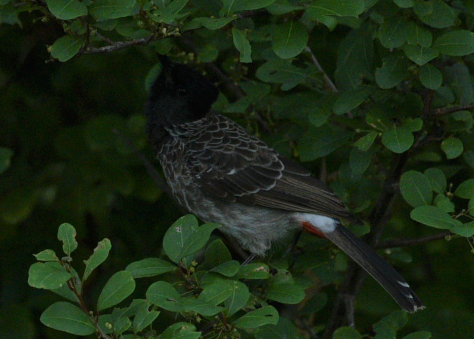 Bulbul à ventre rouge - ML351702941