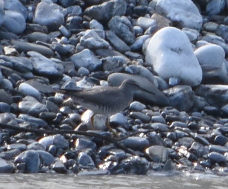 Wandering Tattler - ML351703311