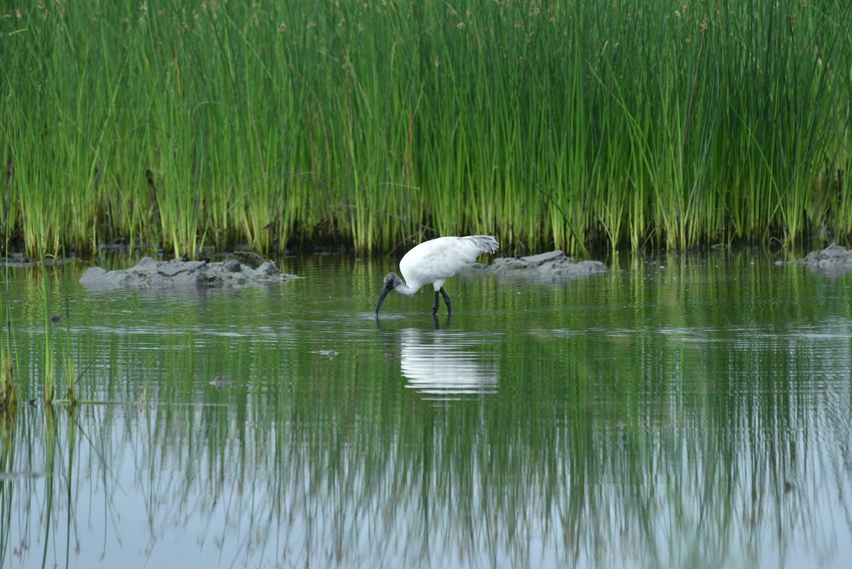 ibis černohlavý - ML351703331