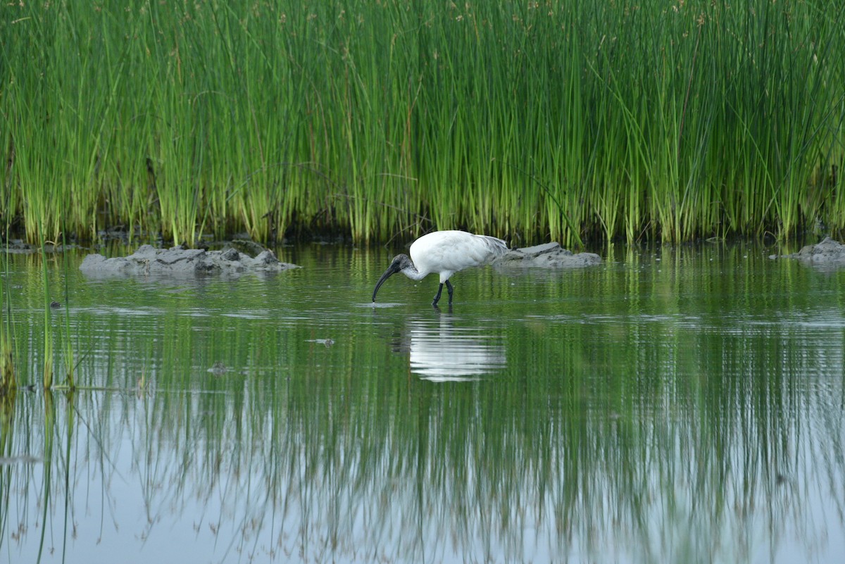 ibis černohlavý - ML351703341