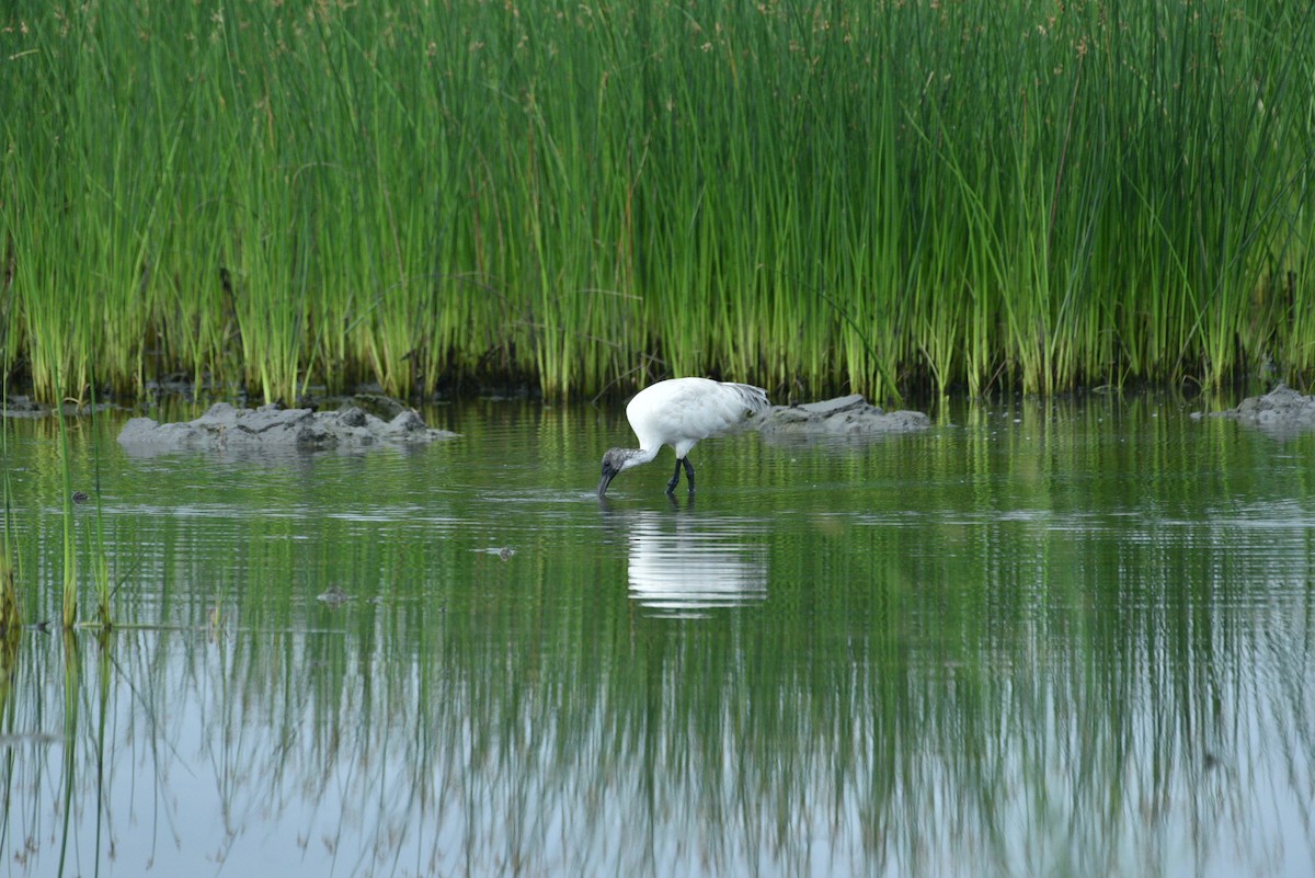 ibis černohlavý - ML351703351