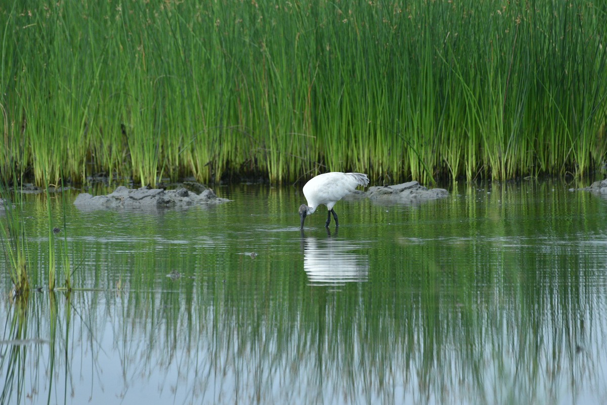 ibis černohlavý - ML351703361