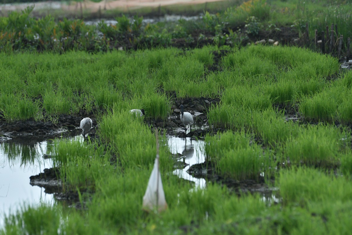 Black-headed Ibis - ML351703411