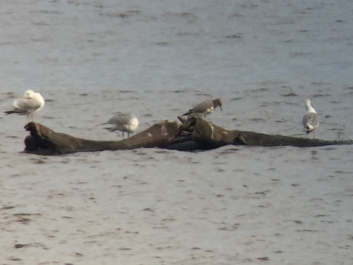 California Gull - ML35170481