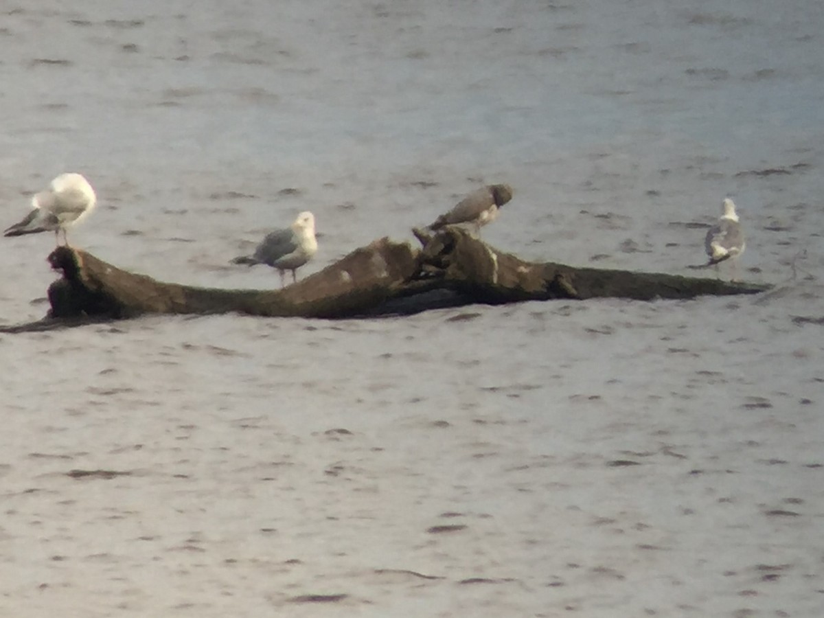 California Gull - ML35170491