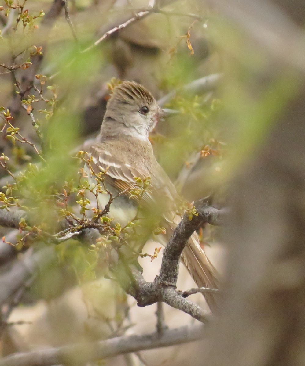 Ash-throated Flycatcher - ML351706191