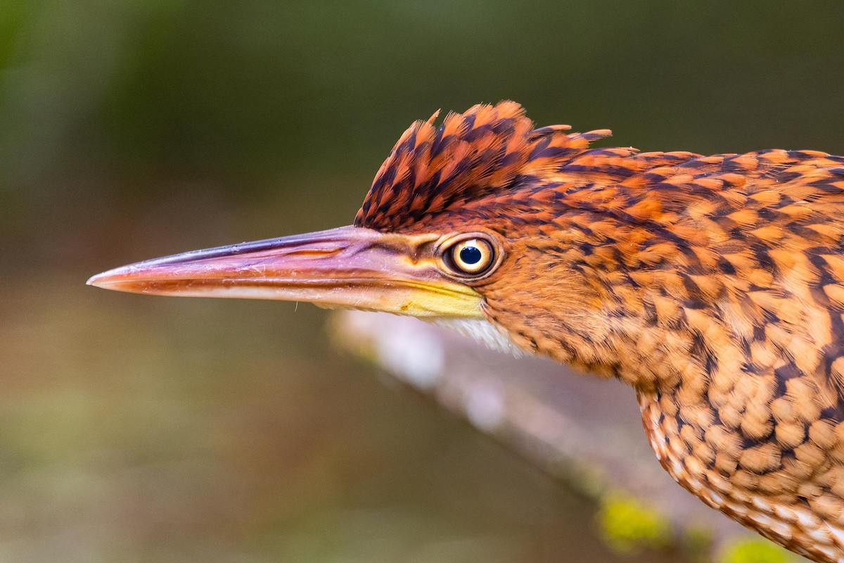 Rufescent Tiger-Heron - ML351706231