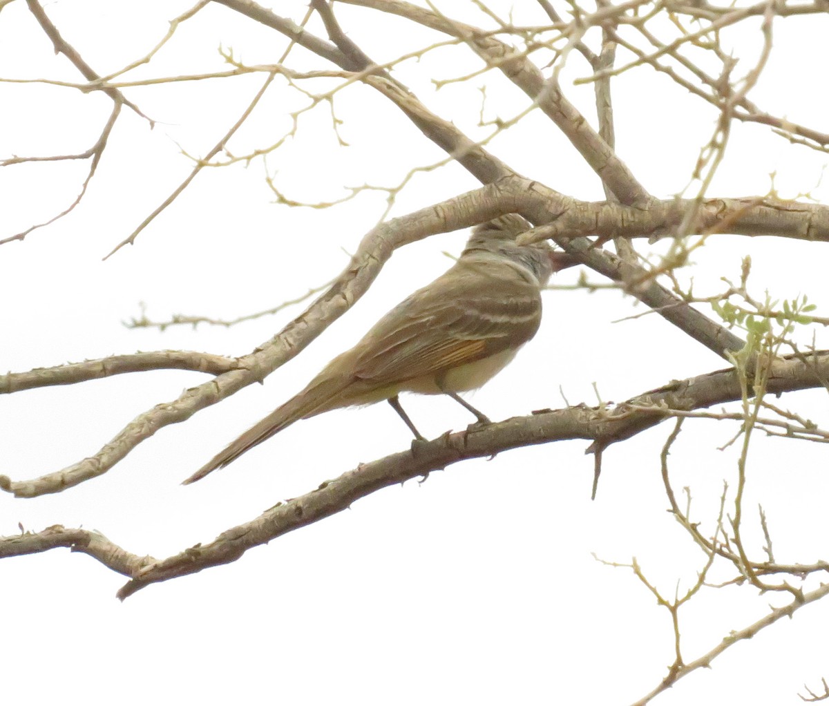 Ash-throated Flycatcher - ML351706251