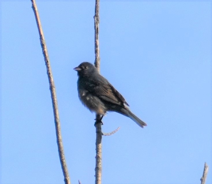 Indigo Bunting - ML351706581