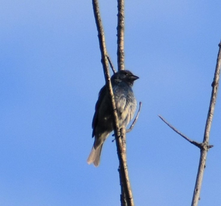 Indigo Bunting - ML351706591