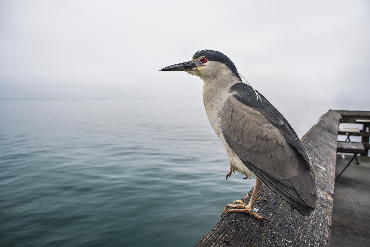 Black-crowned Night Heron - Anonymous