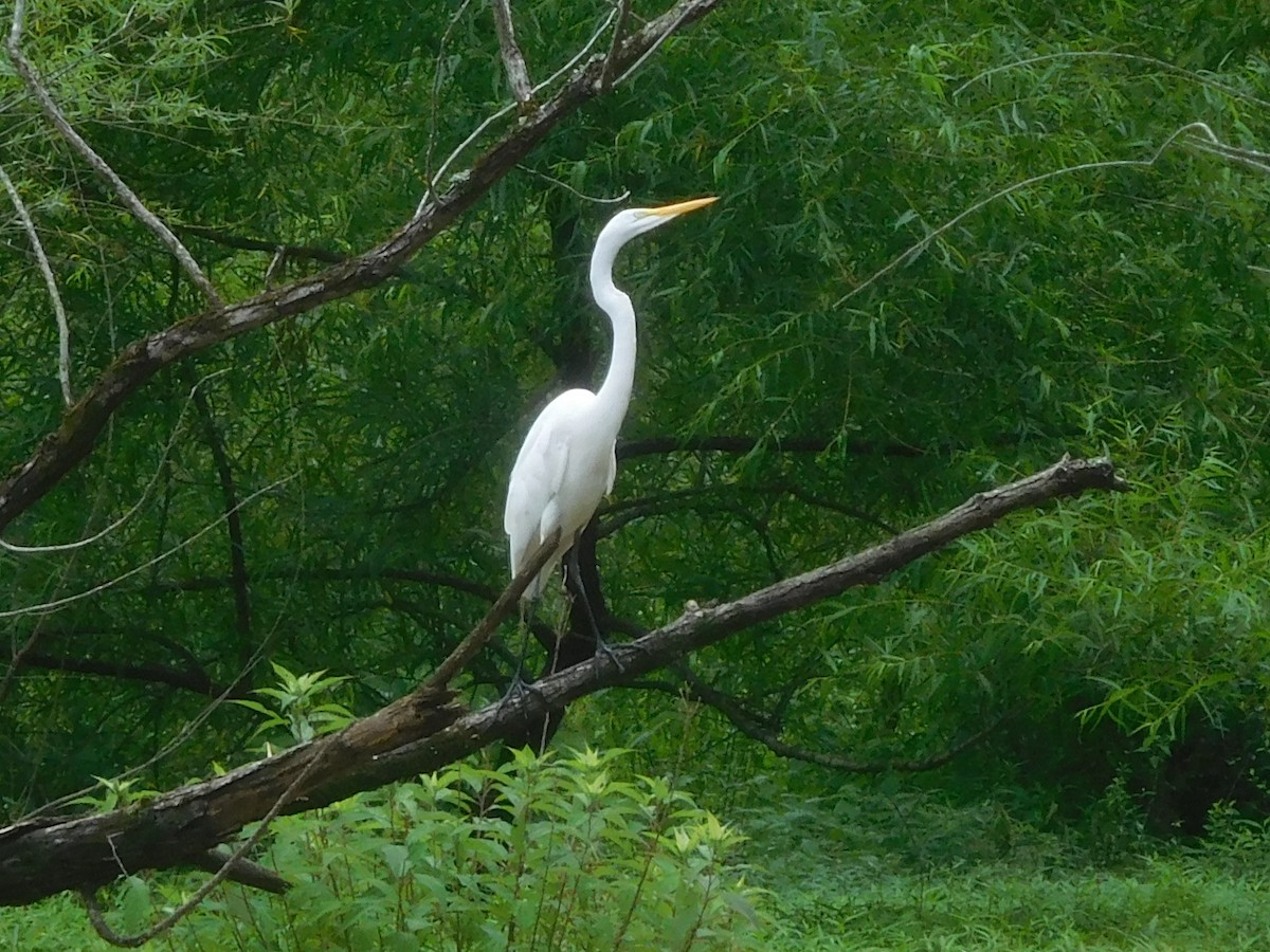 Great Egret - ML351708731