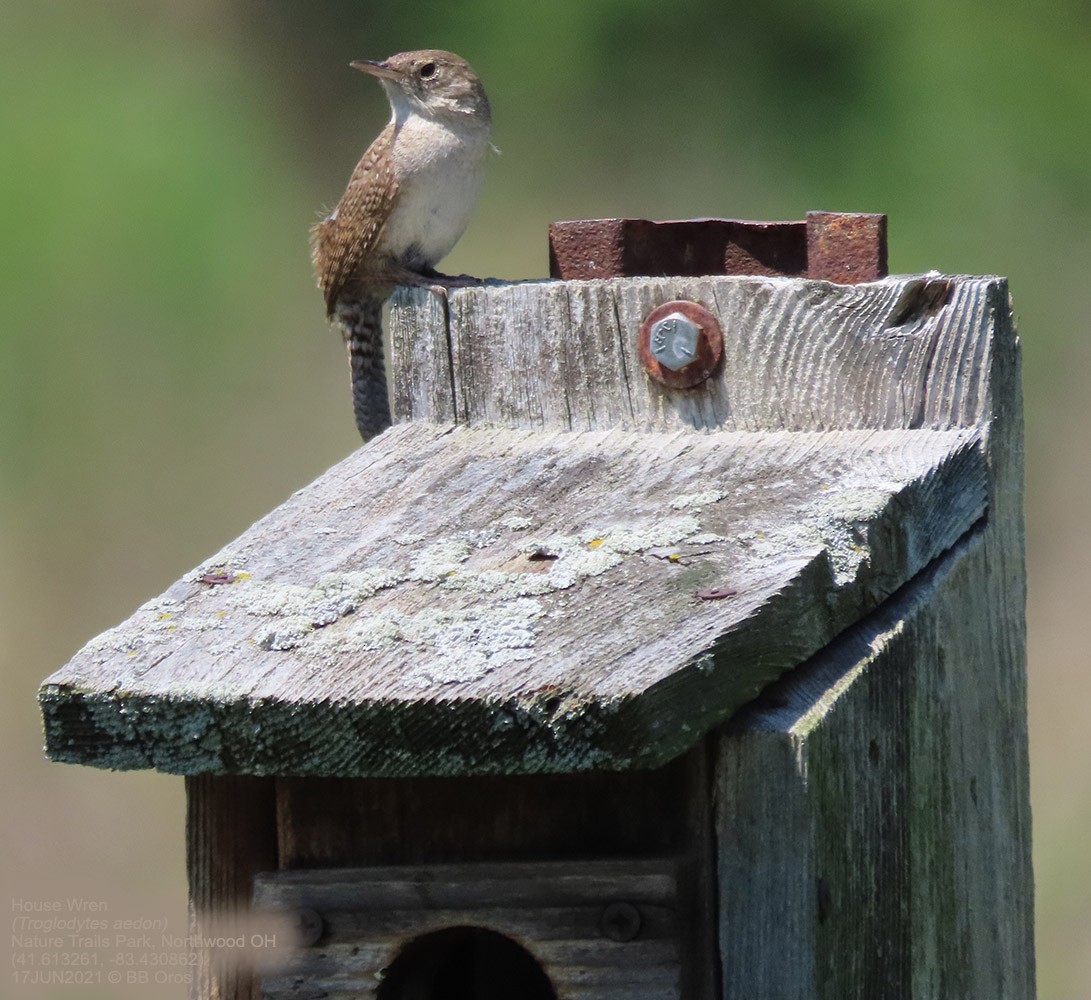 House Wren - BB Oros