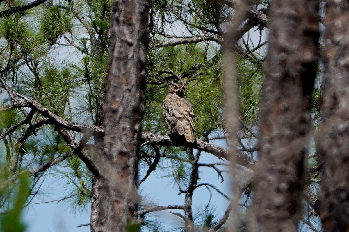 Great Horned Owl - ML351712711