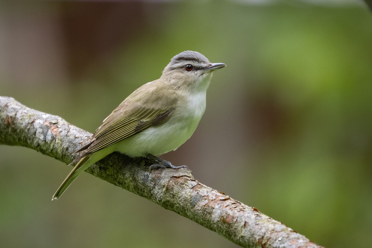 Kızıl Gözlü Vireo - ML351712781